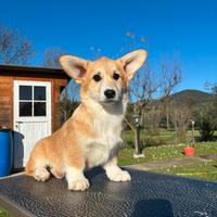 Cucciola Welsh Corgi Pembroke