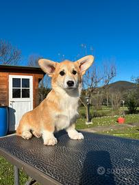 Cucciola Welsh Corgi Pembroke