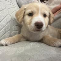 Cocker spaniel MIX