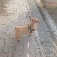 Buldog francese