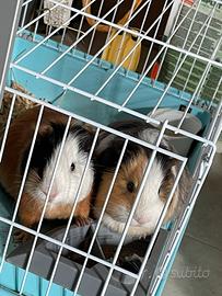 Cavie (PORCELLINI D'INDIA )