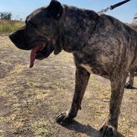 Dogo Canario