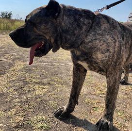 Dogo Canario