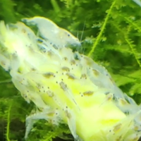 Caridine White pearl