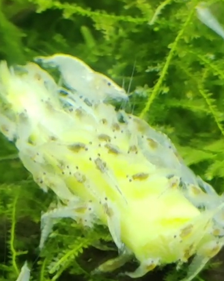 Caridine White pearl