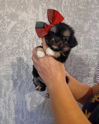 Chihuahua