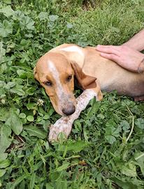 Cane segugio italiano da caccia lepre