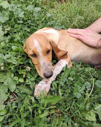 Cane segugio italiano da caccia lepre