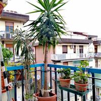 Palma 250 cm, Ritiro a Firenze