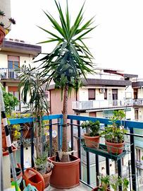 Palma 250 cm, Ritiro a Firenze