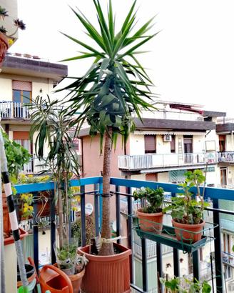 Palma 250 cm, Ritiro a Firenze