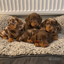 BASSOTTO NANO TEDESCO CUCCIOLI merle e cioccolato