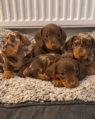 BASSOTTO NANO TEDESCO CUCCIOLI merle e cioccolato