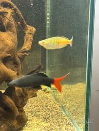 Labeo bicolor