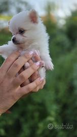 Cuccioli di Spitz di Pomerania