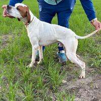 Pointer maschio