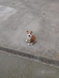 Staffy