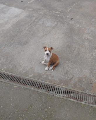 Staffy