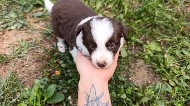 Cuccioli di Border collie