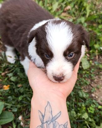 Cuccioli di Border collie
