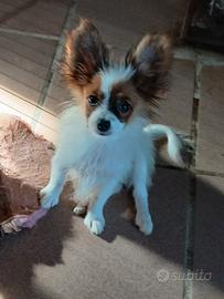 cucciolo Papillon  pedigree (no spitz/chihuhaua