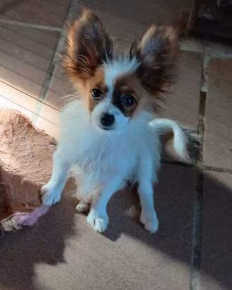 cucciolo Papillon  pedigree (no spitz/chihuhaua