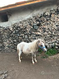 Mini Pony