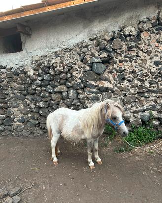 Mini Pony