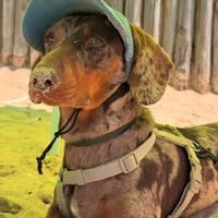 Bassotto Arlecchino per Monta