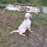 Setter Inglese