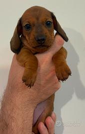 Cuccioli bassotto tedesco kaninchen
