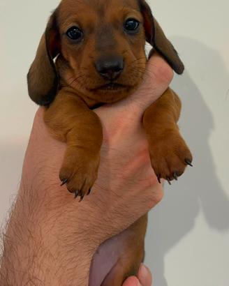 Cuccioli bassotto tedesco kaninchen