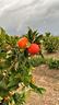 -pianta-di-arancio-rossa-di-sicilia-scegli-tu