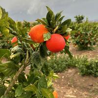🍊Pianta di Arancio Rossa di Sicilia - Scegli tu