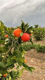 🍊Pianta di Arancio Rossa di Sicilia - Scegli tu
