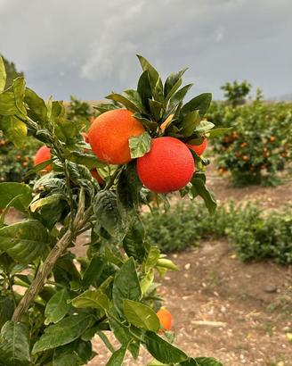 🍊Pianta di Arancio Rossa di Sicilia - Scegli tu