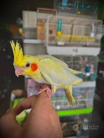 Pulli Calopsite Taglia Grande