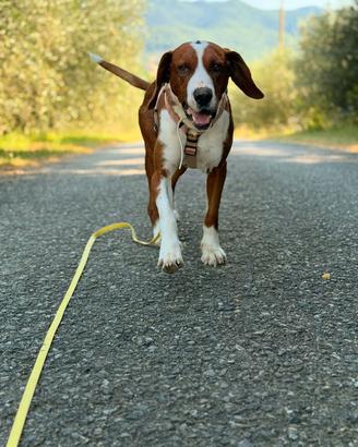 Bruno, 5 anni