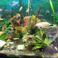 Ciclidi africani e americani