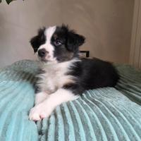 Pastore australiano Australian shepherd