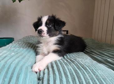 Pastore australiano Australian shepherd