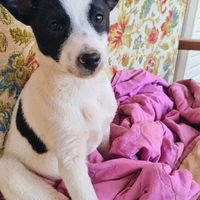 Kira cucciola di 3 mesi