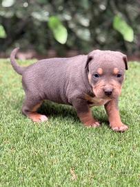 American Pitbull terrier tricolore