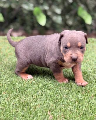 American Pitbull terrier tricolore