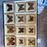 Farfalle da collezione