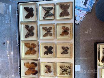 Farfalle da collezione