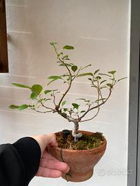 Prebonsai melo