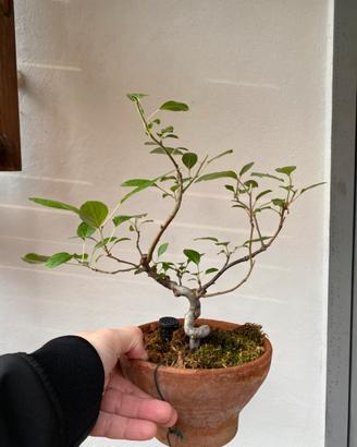 Prebonsai melo