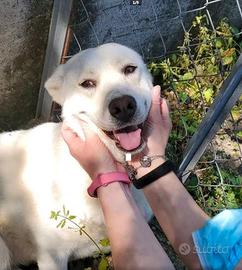 Labrador mix in adozione