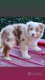 Australian shepherd cucciola red merle